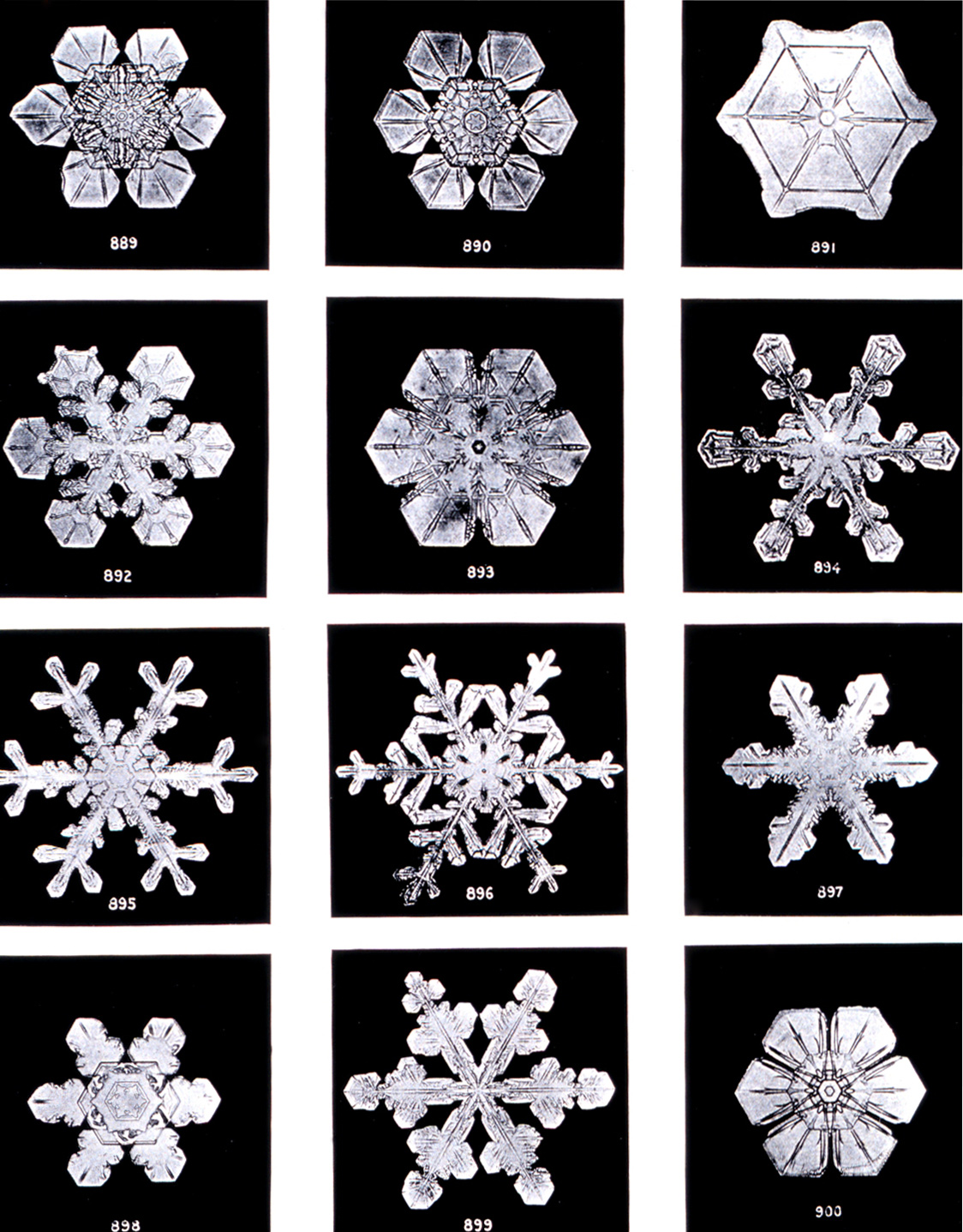 SnowflakesWilsonBentley (1)